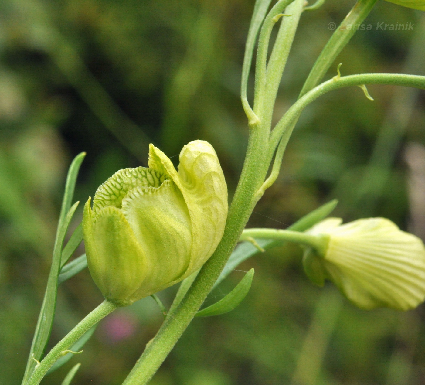 Изображение особи Aconitum coreanum.