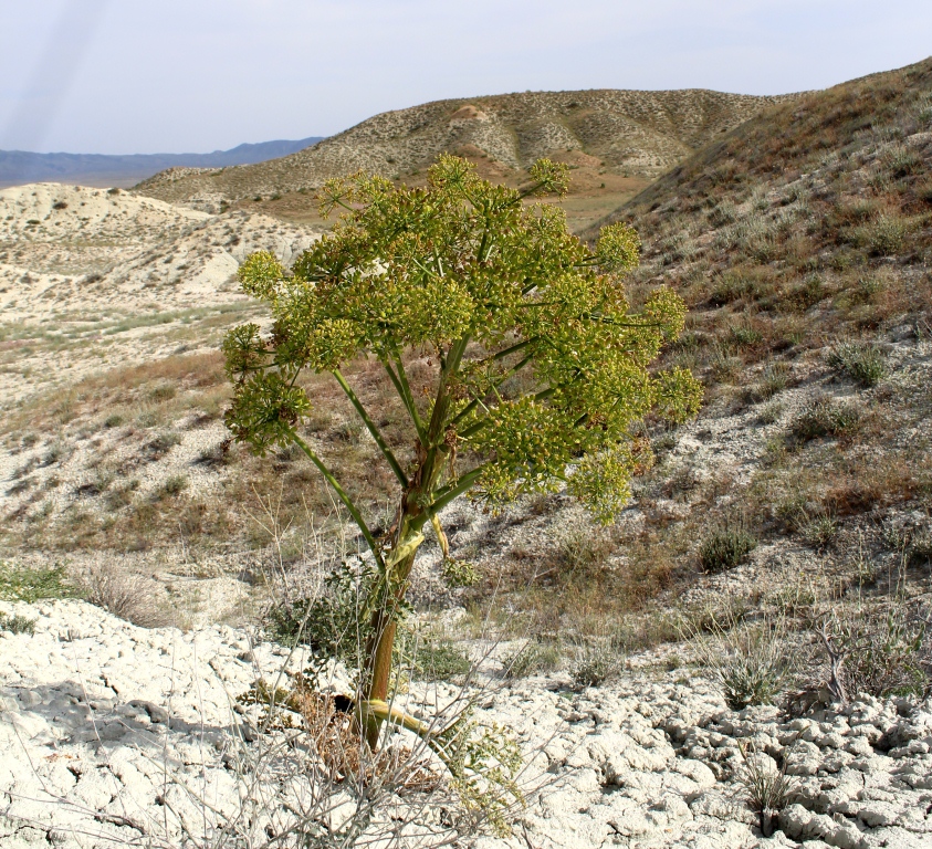 Изображение особи Ferula karakalensis.