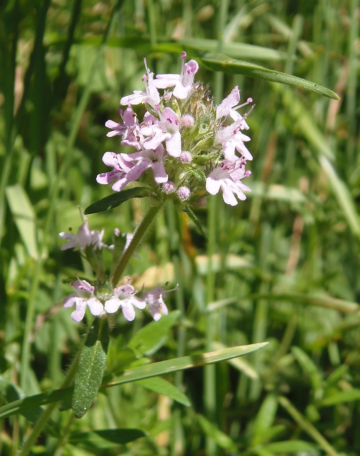 Изображение особи Thymus marschallianus.