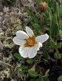 Dryas oxyodonta. Отцветающий цветок. Республика Тува, Монгун-Тайгинский кожуун, горный массив Монгун-Тайга, водораздел рукавов р. Дуруг-Су. 22.07.2016.