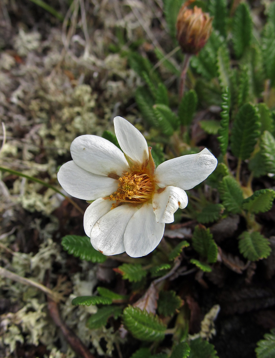 Изображение особи Dryas oxyodonta.