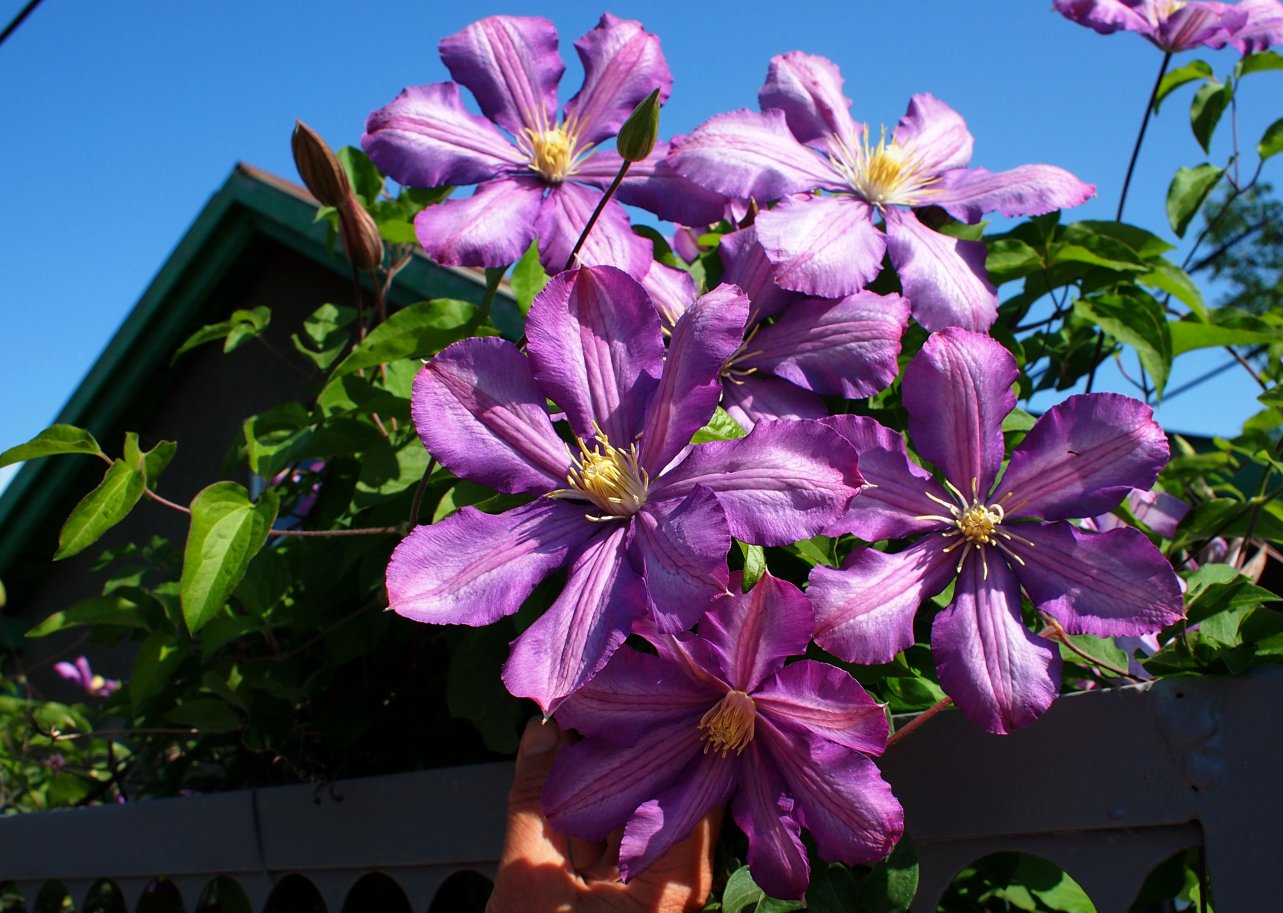 Image of Clematis &times; jackmanii specimen.