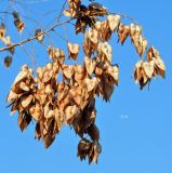 Koelreuteria paniculata. Верхушка веточки плодоносящего растения. Испания, автономное сообщество Эстремадура, провинция Бадахос, г. Бадахос, озеленение. Январь.