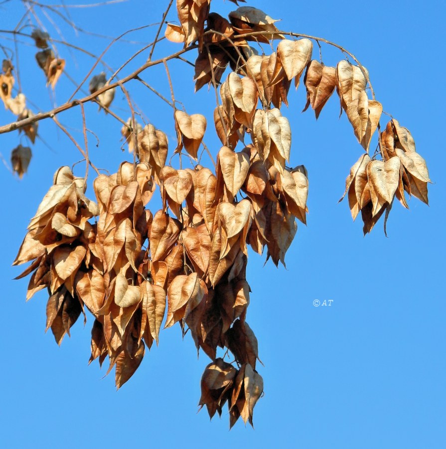 Image of Koelreuteria paniculata specimen.