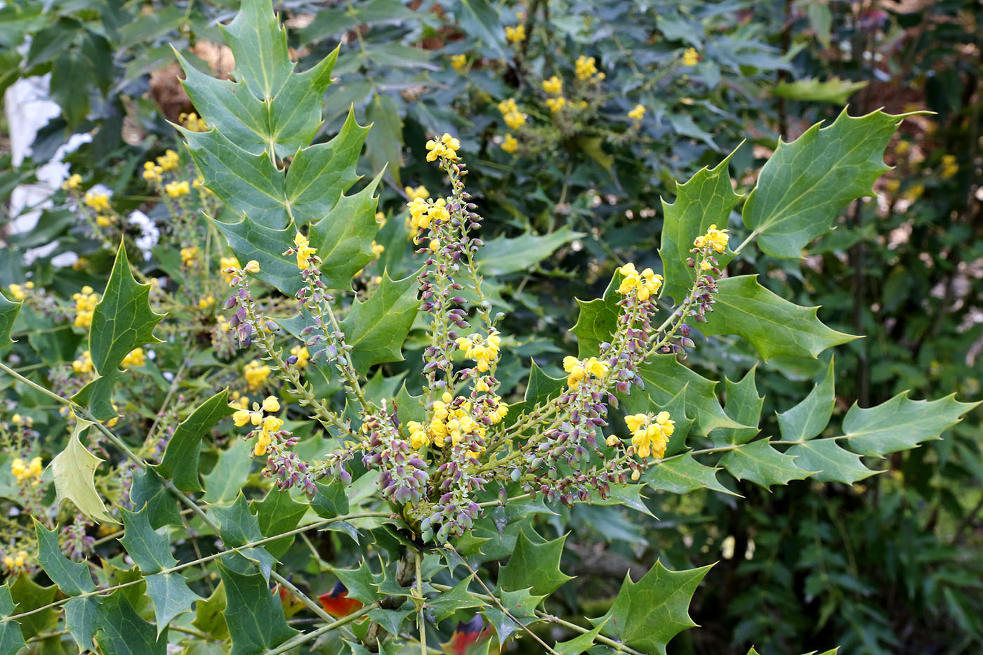 Изображение особи Mahonia napaulensis.