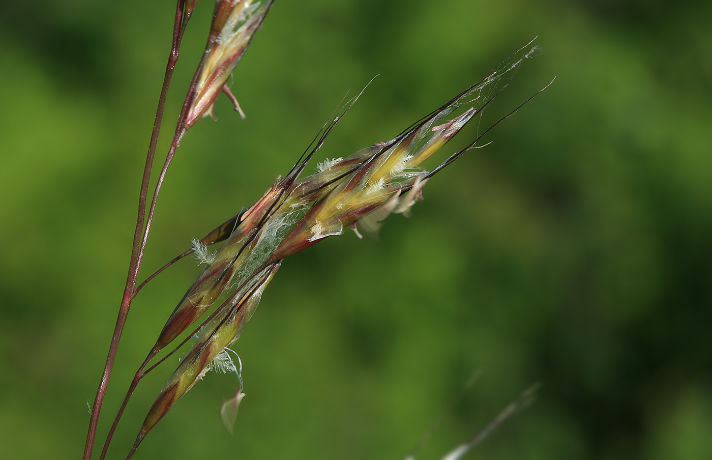 Image of Helictotrichon dahuricum specimen.