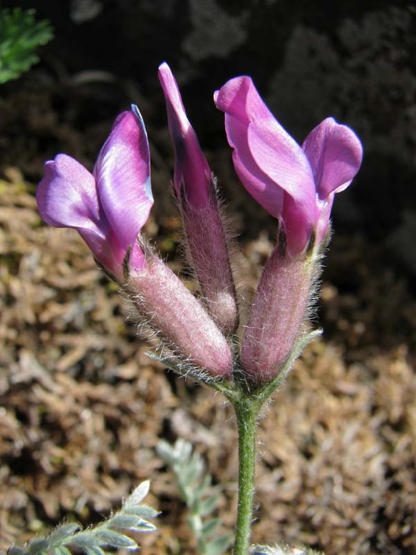 Image of Oxytropis argentata ssp. brevidentata specimen.