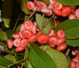 Syzygium aqueum