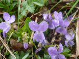 Viola hirta