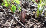 Asparagus officinalis. Трёхлетнее растение в начале вегетации. Тверская обл., Весьегонск, в культуре. 7 мая 2017 г.