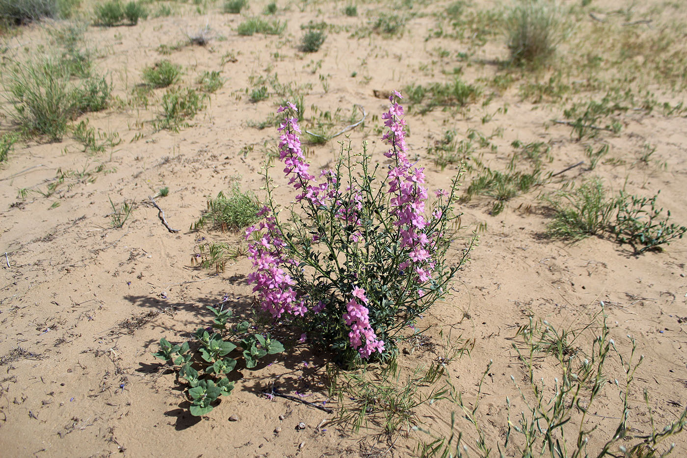 Image of Delphinium camptocarpum specimen.