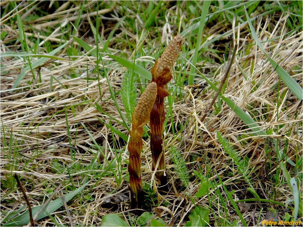 Изображение особи Equisetum sylvaticum.