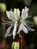 Rhododendron canadense