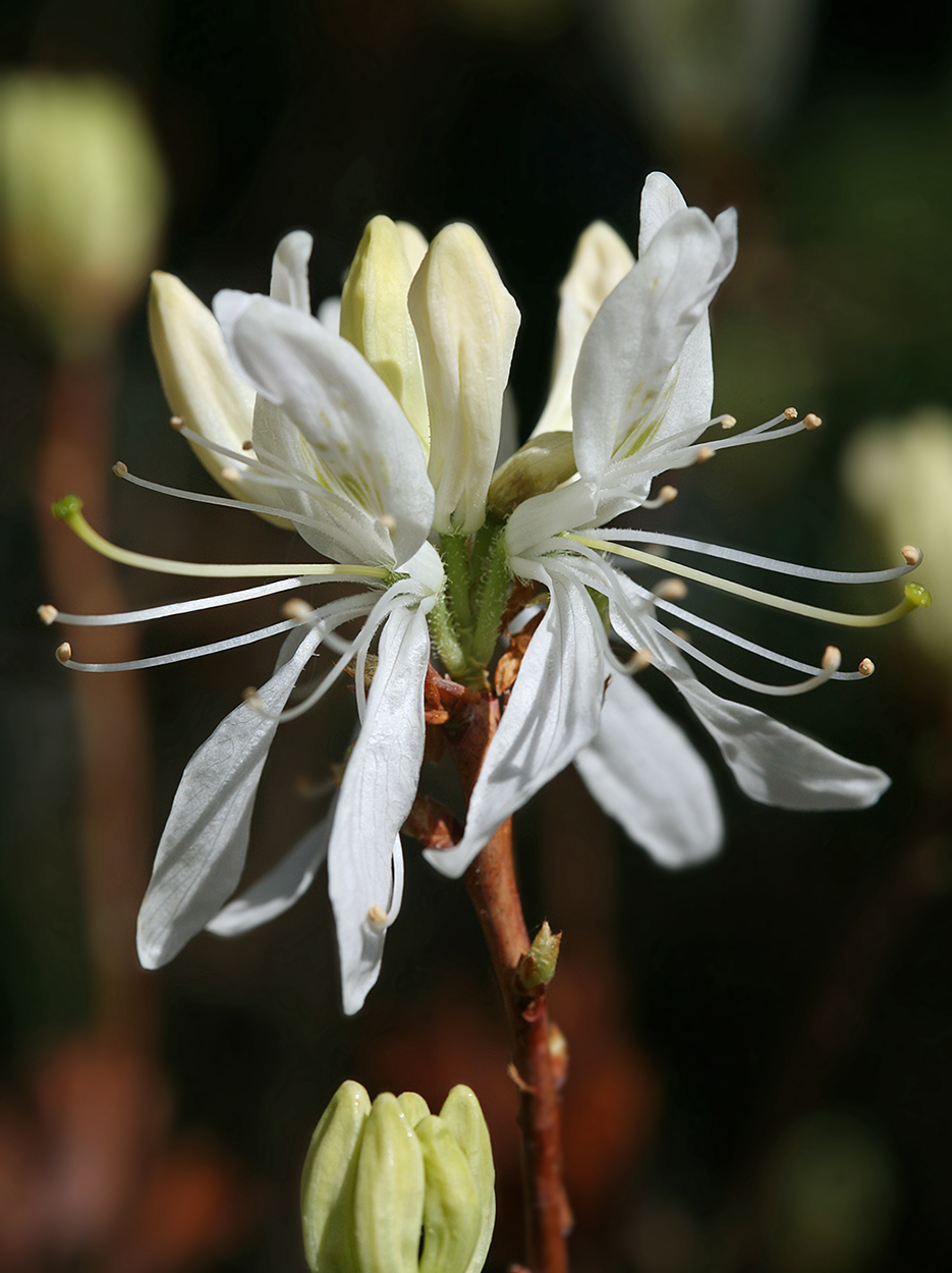 Image of Rhododendron canadense specimen.