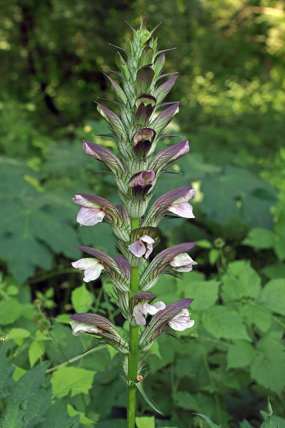 Изображение особи Acanthus mollis.