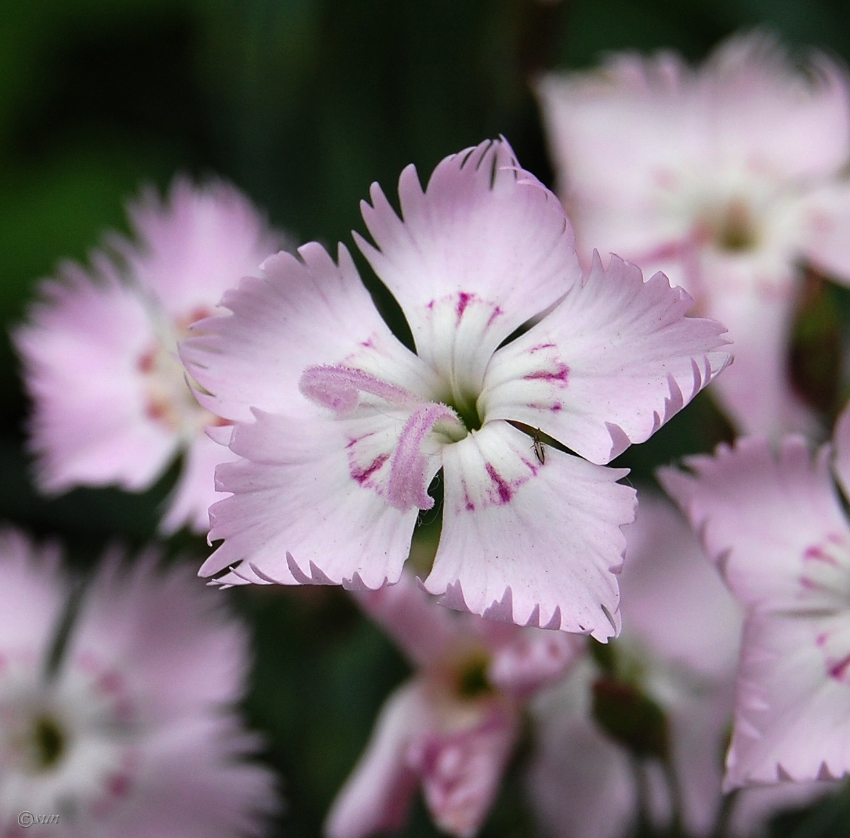 Image of Dianthus versicolor specimen.