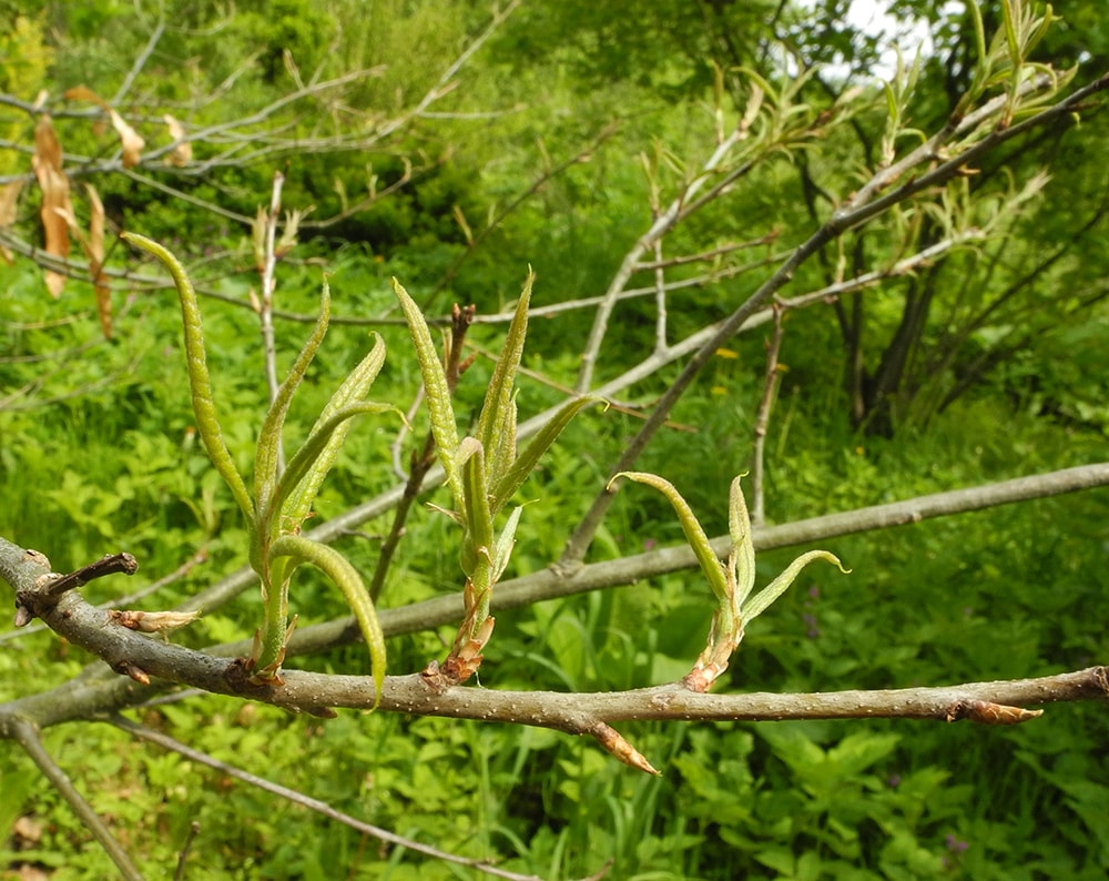 Image of Quercus imbricaria specimen.