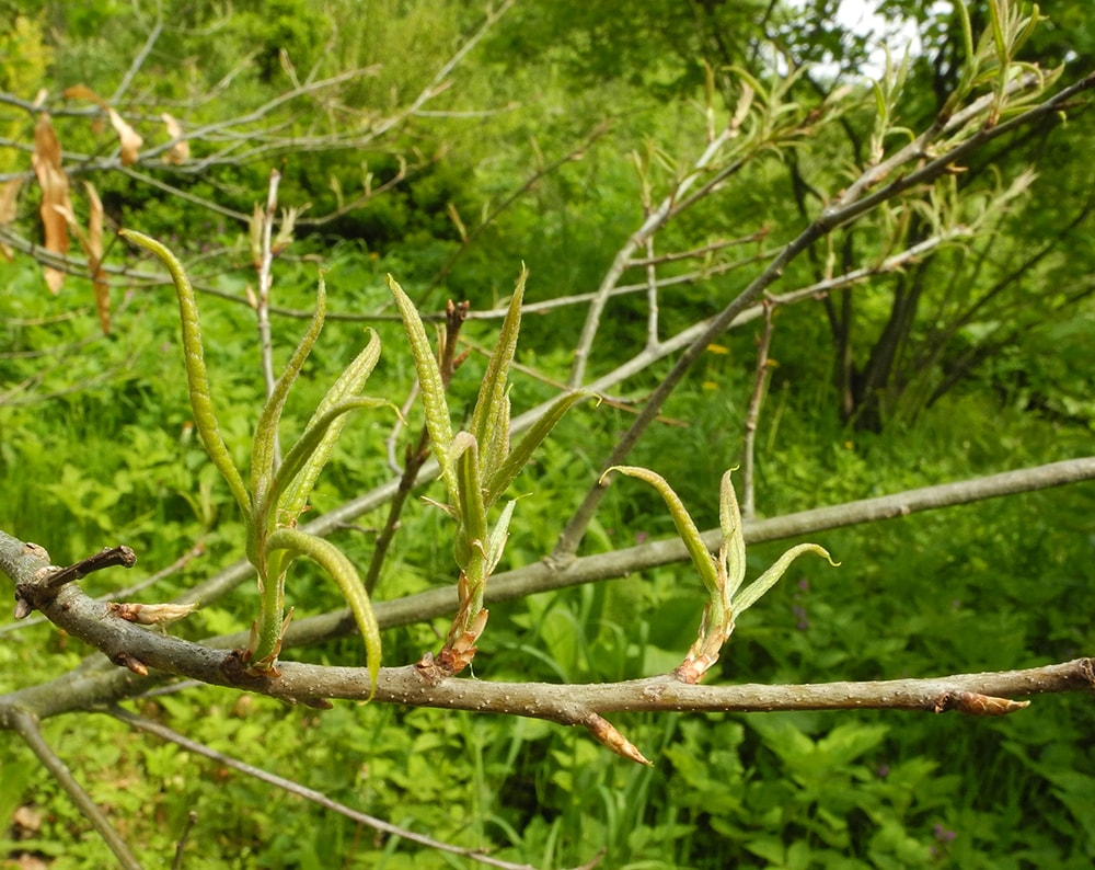 Изображение особи Quercus imbricaria.