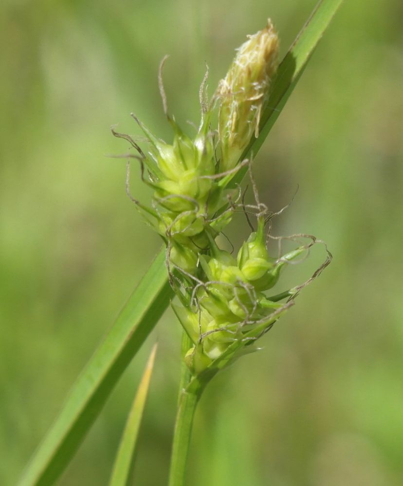 Изображение особи Carex michelii.