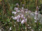 Allium paniculatum