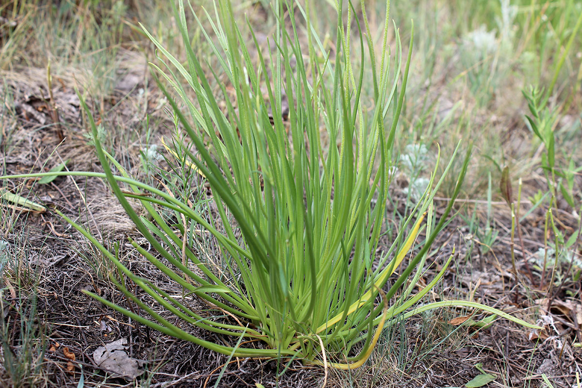 Изображение особи Plantago salsa.