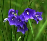 Campanula persicifolia. Цветки с питающимися на них мухами. Московская обл., Раменский р-н, окр. ж.-д. платформы Хрипань, просека под ЛЭП. 15.07.2017.