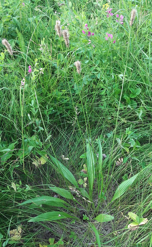 Изображение особи Plantago lanceolata.