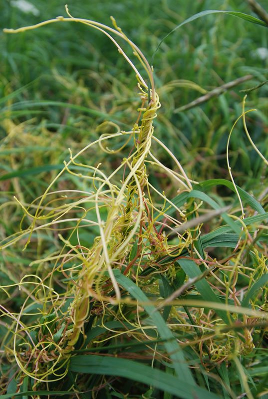 Изображение особи Cuscuta europaea.