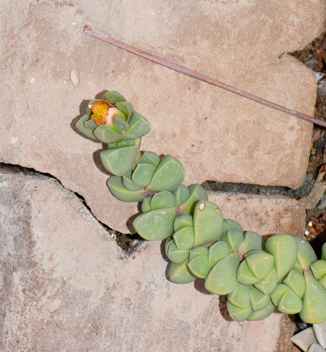 Изображение особи Corpuscularia lehmannii.