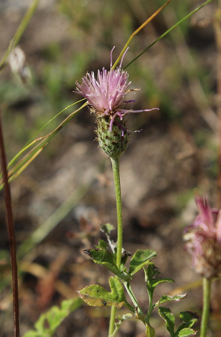 Изображение особи Psephellus salviifolius.