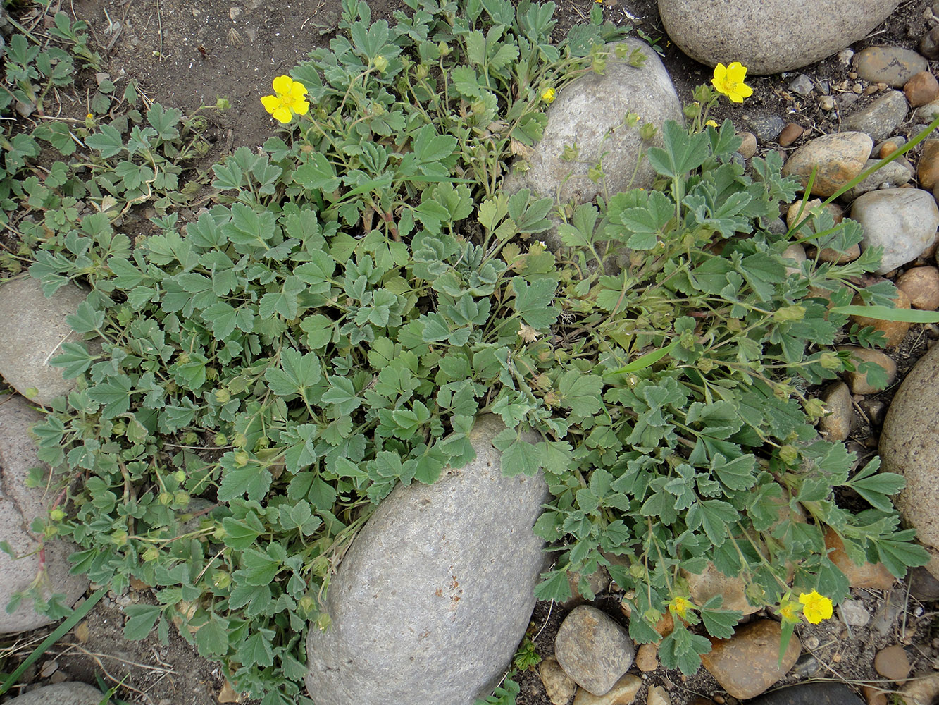 Image of Potentilla acaulis specimen.