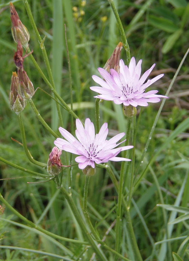 Image of Scorzonera purpurea specimen.