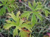 Geranium pratense