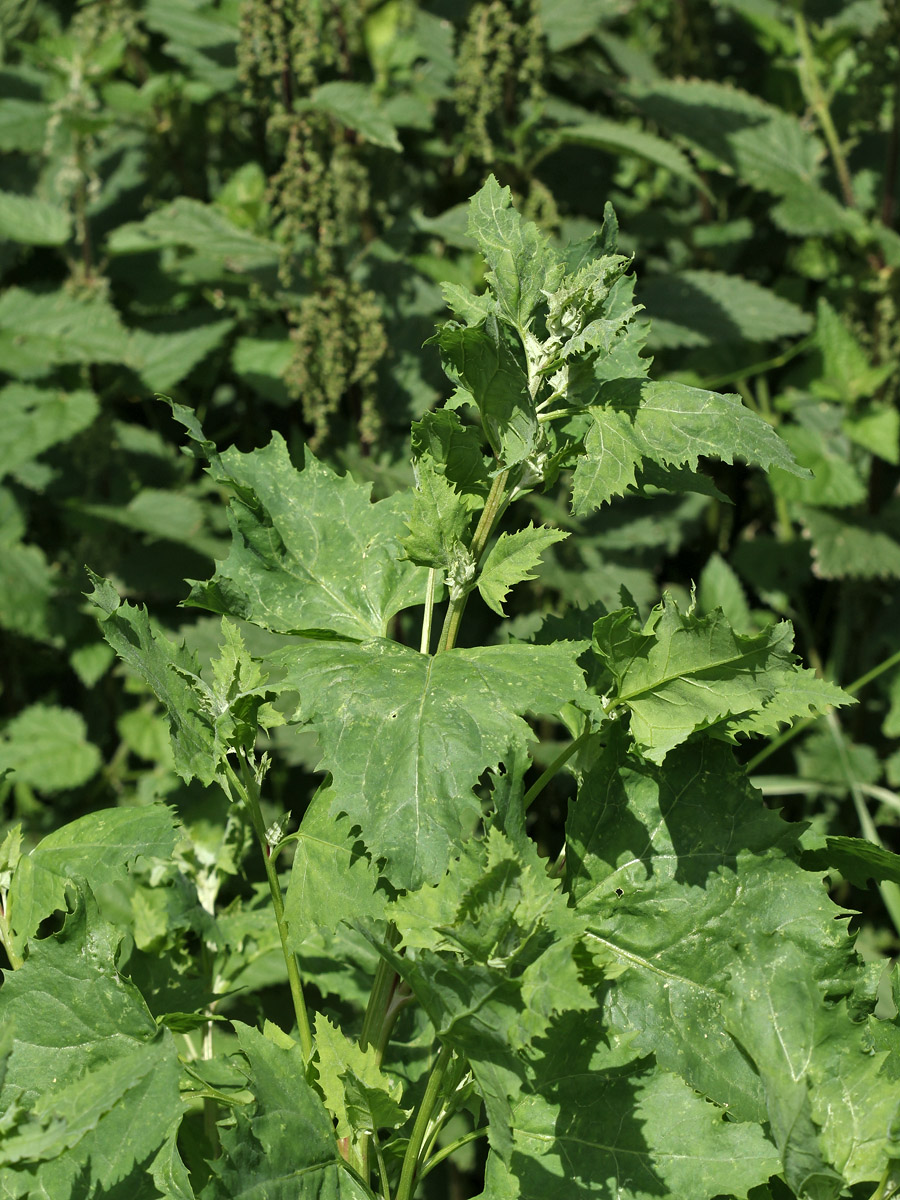 Image of Atriplex calotheca specimen.