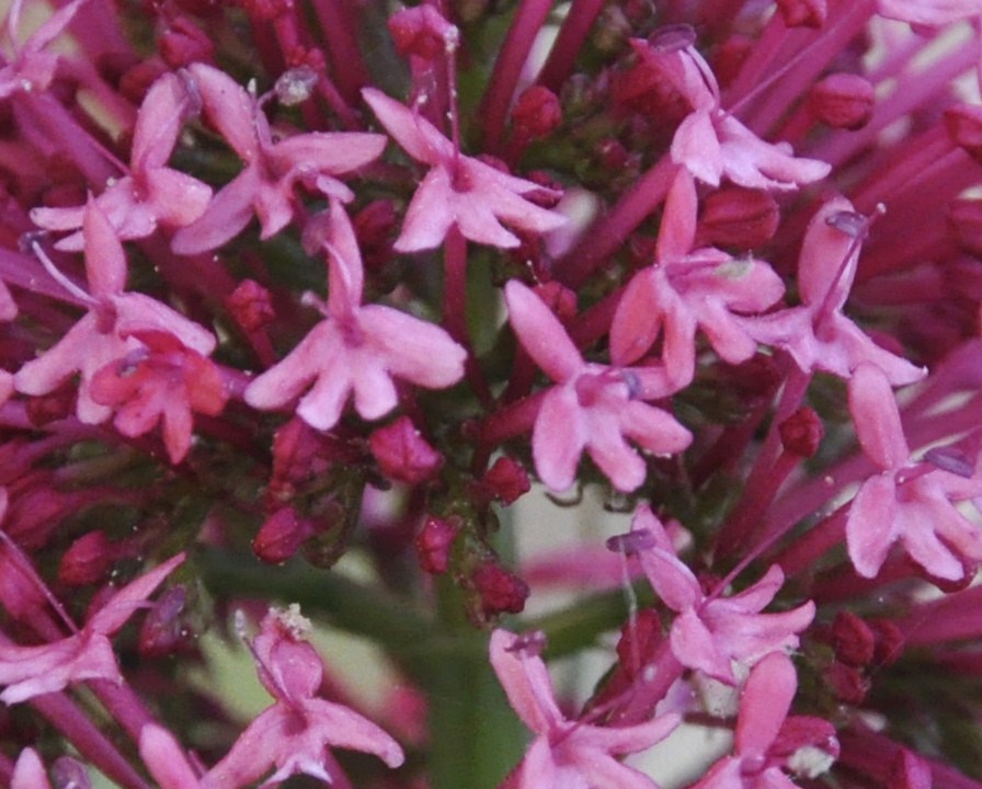 Изображение особи Centranthus ruber.