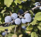 Prunus spinosa. Часть ветви с плодами. Греция, Халкидики, окр. г. Полигирос (Πολύγυρος). 24.09.2017.