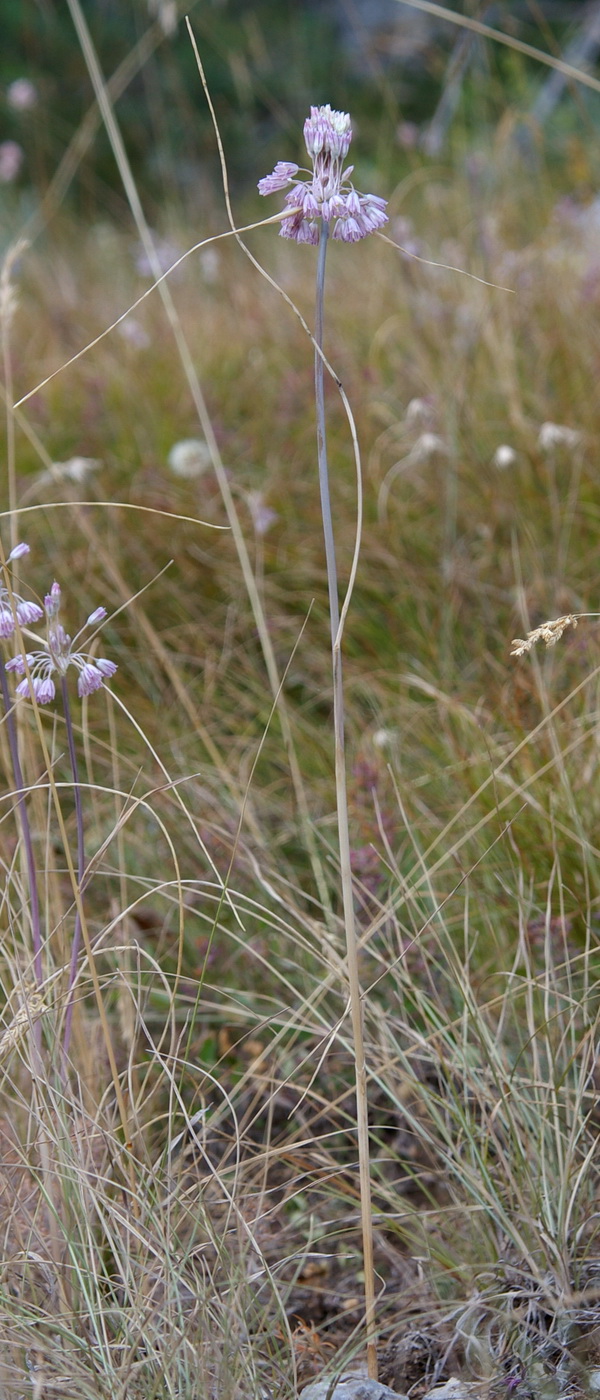 Image of Allium paniculatum specimen.