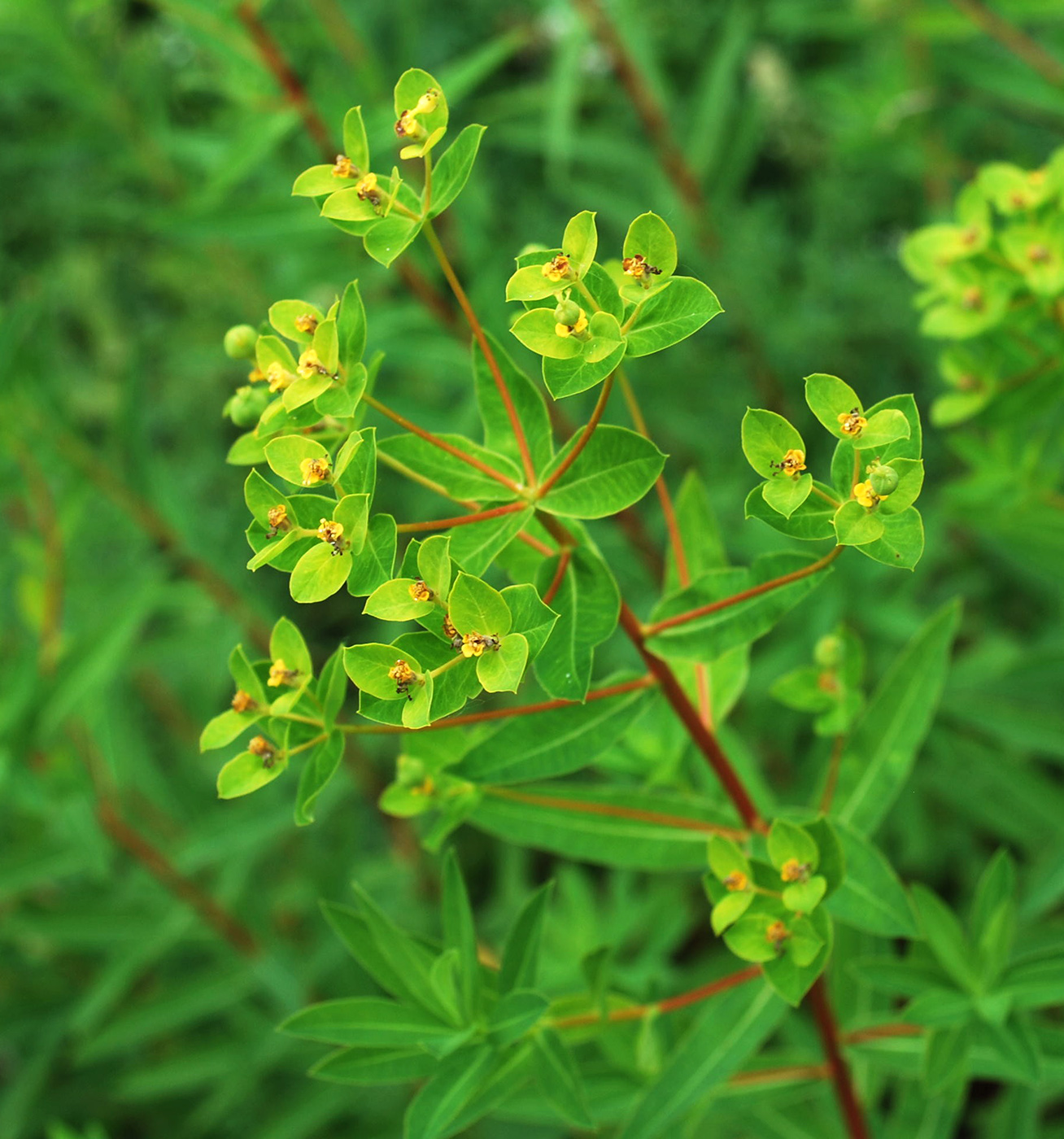 Изображение особи Euphorbia semivillosa.