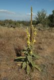 Verbascum densiflorum