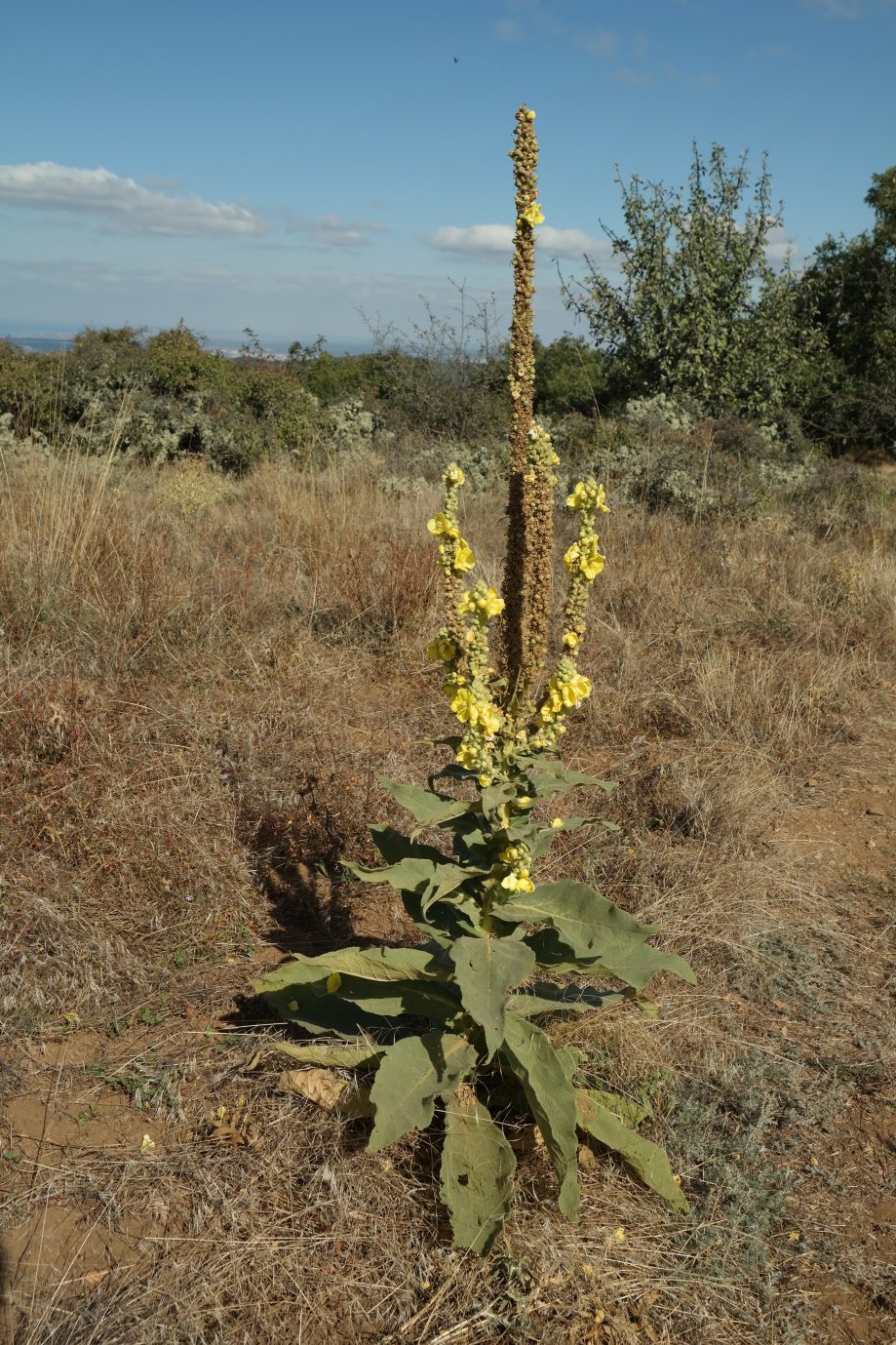 Image of Verbascum densiflorum specimen.