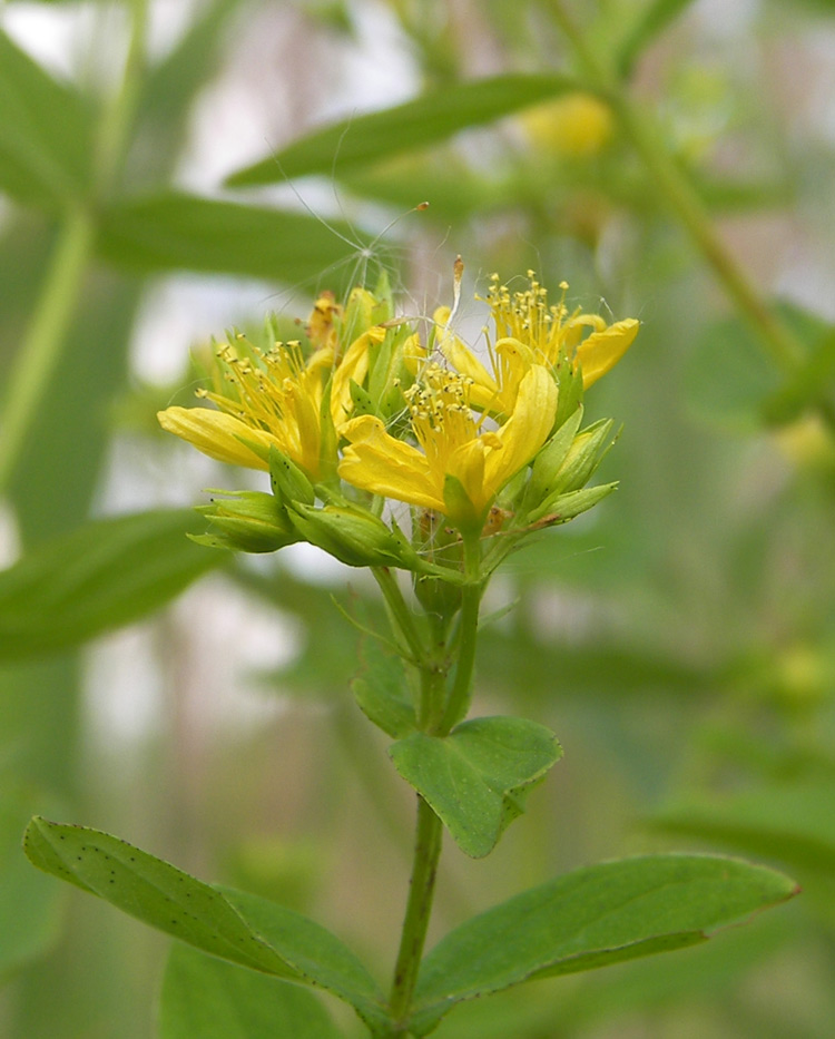 Image of Hypericum tetrapterum specimen.