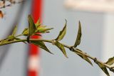 Jasminum laurifolium