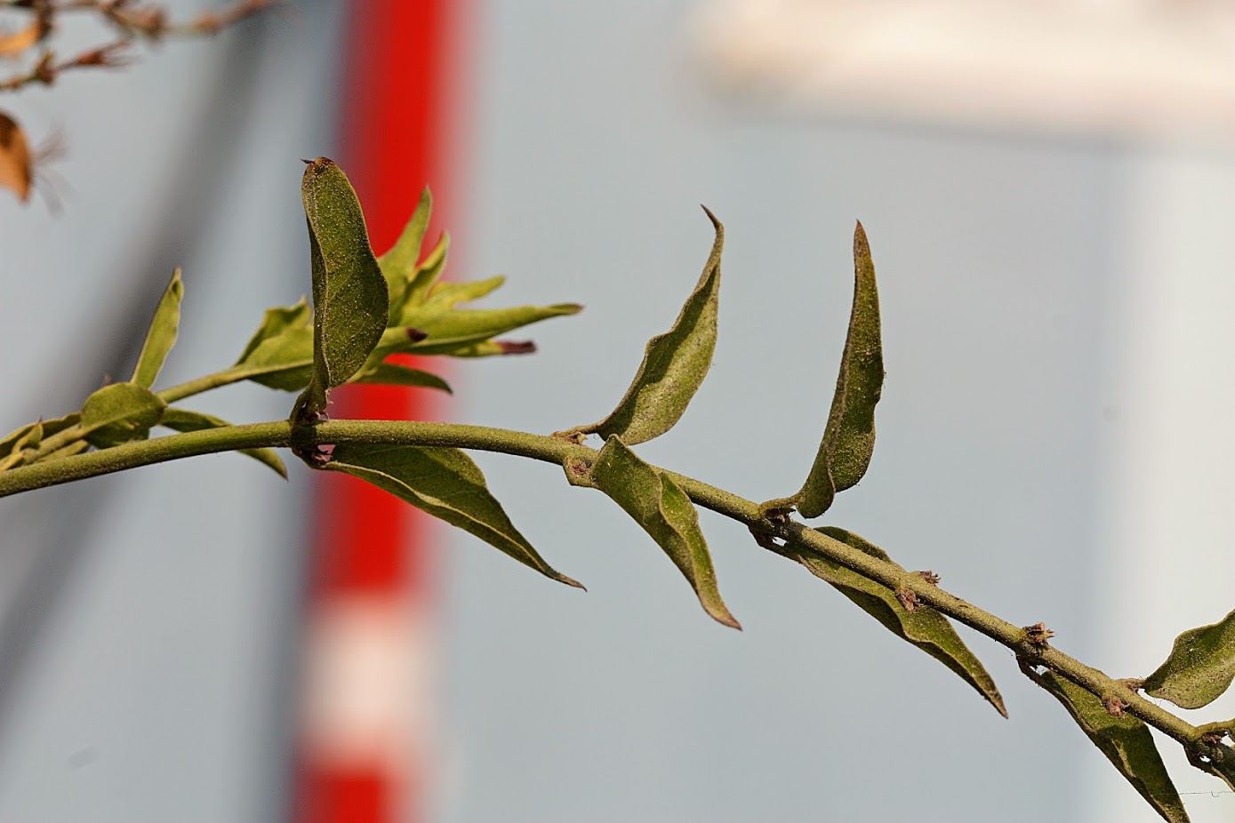 Изображение особи Jasminum laurifolium.