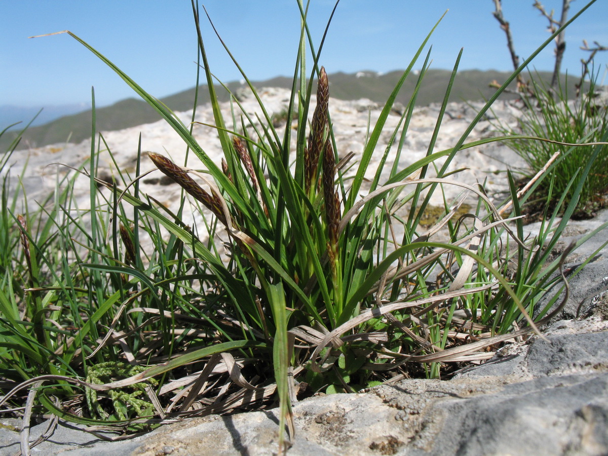 Image of Carex turkestanica specimen.