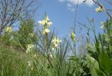 Lathyrus lacteus