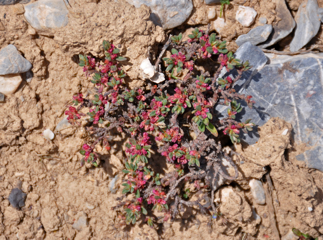 Изображение особи Polygonum biaristatum.