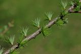 Larix kaempferi. Часть ветви с распускающейся хвоей. Санкт-Петербург, Московский парк Победы. 21.05.2017.