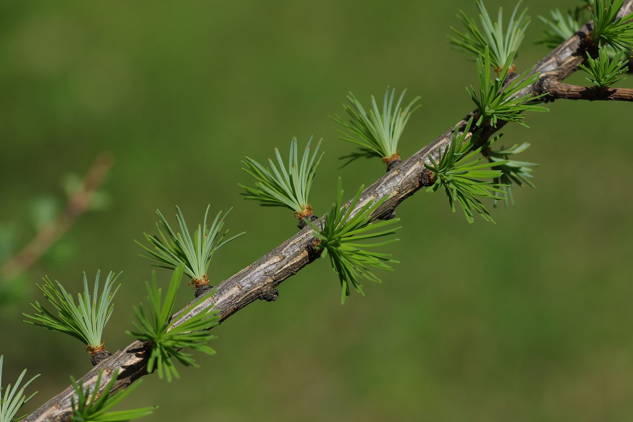 Изображение особи Larix kaempferi.