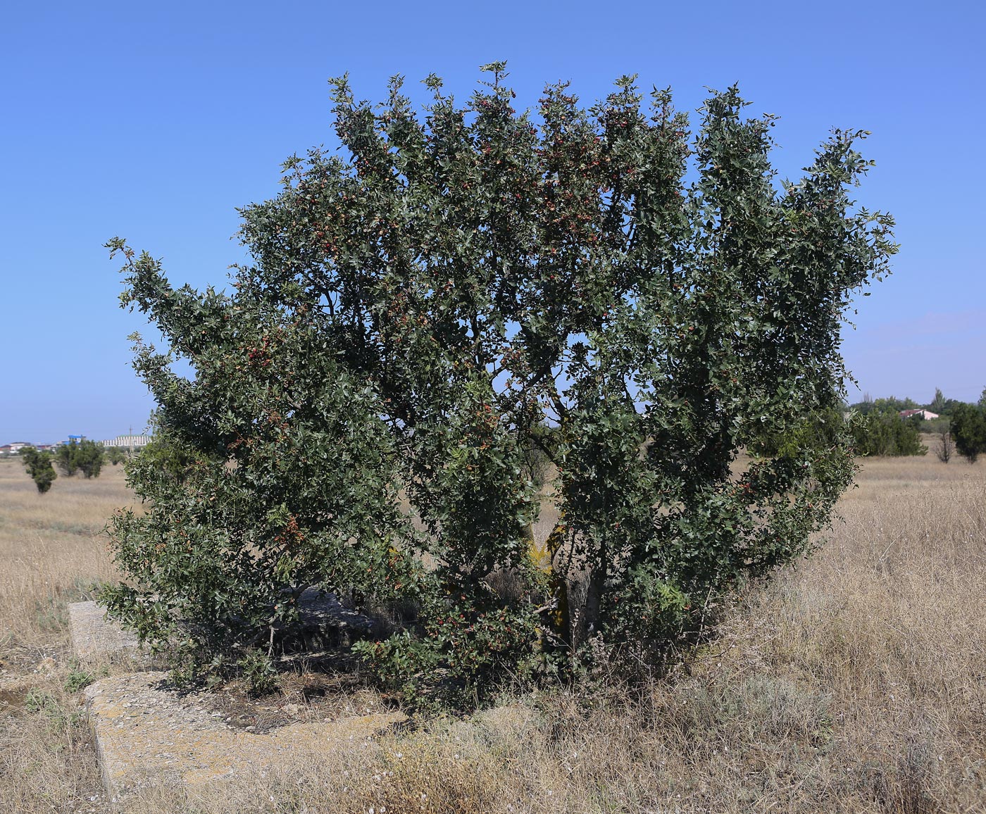 Image of Pistacia mutica specimen.