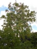 Cananga odorata. Цветущее растение. Австралия, г. Брисбен, ботанический сад. 27.12.2017.
